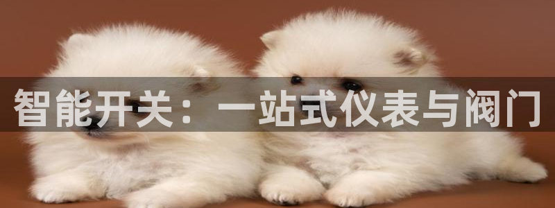 新宝gg介绍