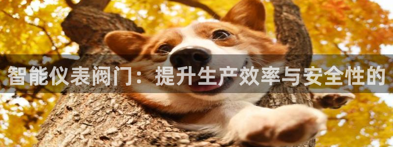 新宝 5 gg