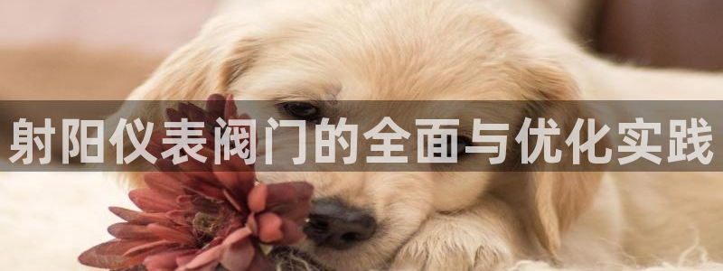 新宝gg--创